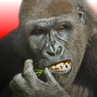 Flying Gorilla Studios